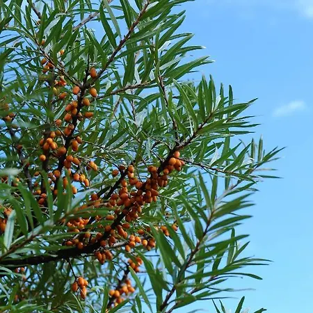 Hortenzie