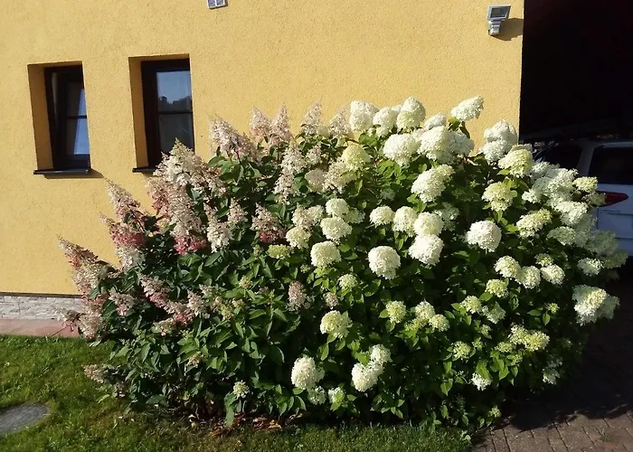 Lägenhet Hortenzie Kasperske Hory